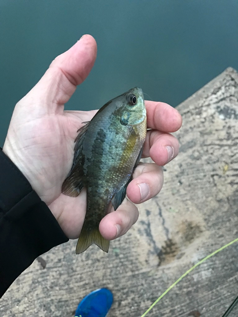 Ultralight Fly Fishing • WM Brook Park Lampasas, TX, A.K.A. Sulphur